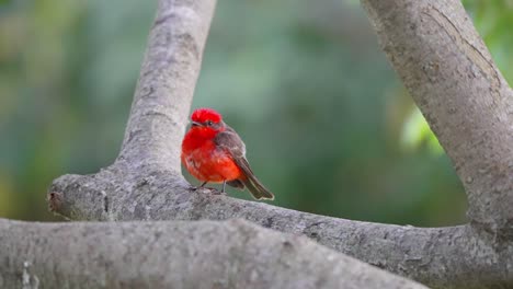 pequeño y ansioso papamoscas escarlata, pyrocephalus rubinus posado en la rama de un árbol, refugio de la lluvia en un día lluvioso con follajes balanceándose en el fondo, observación de aves de cerca