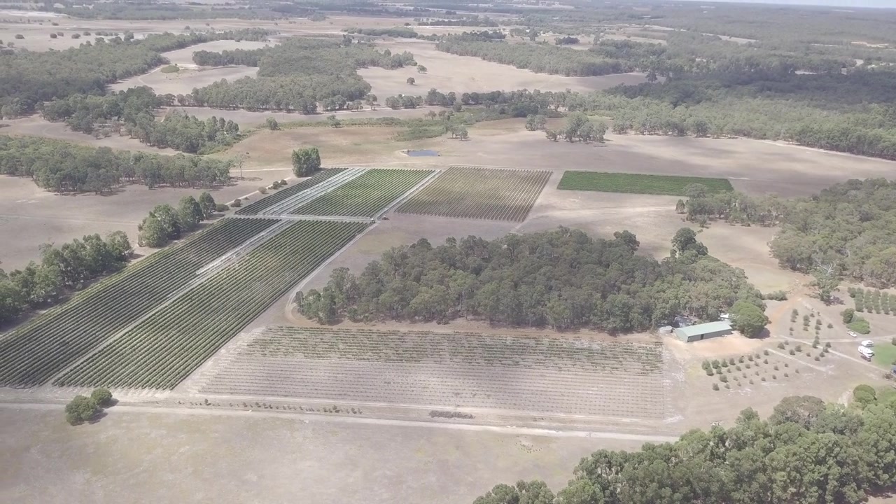 A birds eye view of vineyards bringing for their bountiful harvest during summer months in Australia’s South West.