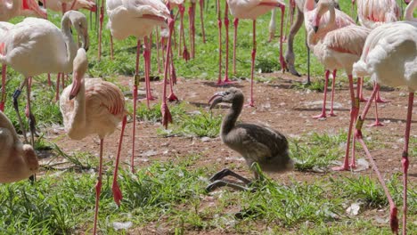 Flamingos standing in a flock with one chick in the foreground, Pretoria, South Africa