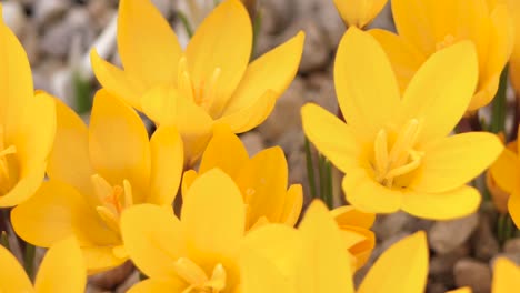 crocuses with beautiful flowers multicolored