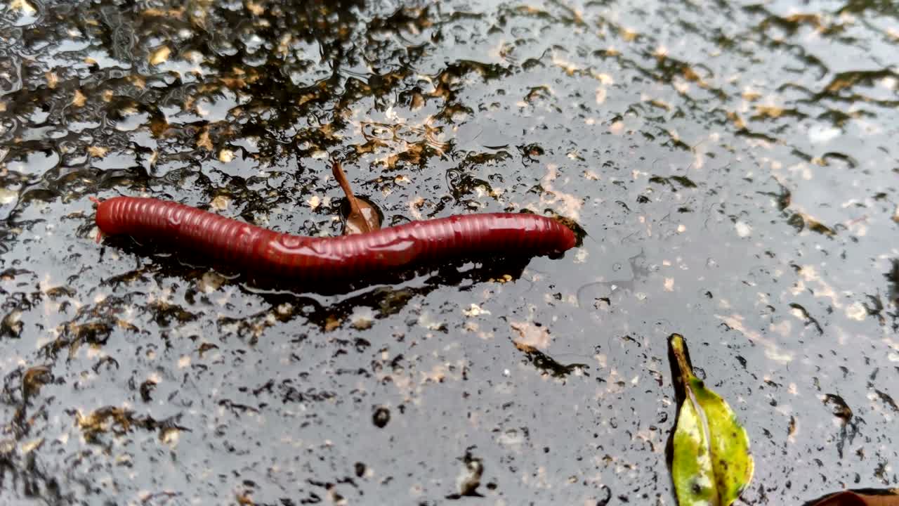 Milípedes, animal