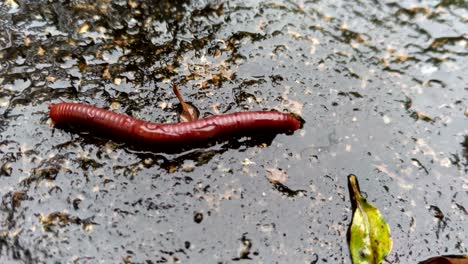 millipedes ,animal