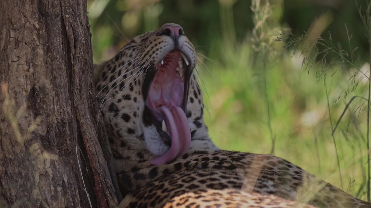 Cinematic Slow Motion Leopard Grooming, Licking and Cleaning Itself, Predator on African Wildlife Safari in Kenya, Safari Animals in Africa