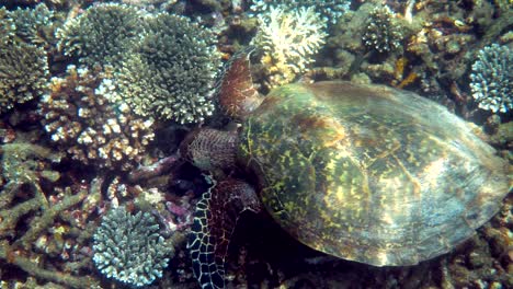 hawksbill sea turtle slowly swimming in blue water through sunlight, try to find food on coral reef. scuba on wildlife. underwater marine life tropical turtle in wild nature