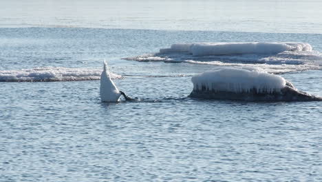 Swan-paddles-webbed-feet-while-upside-down-feeding-in-cold-water