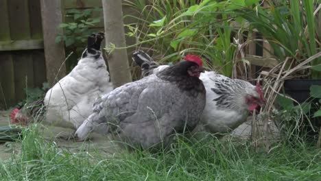 vrijlopende kippen in de achtertuin. zomer. uk