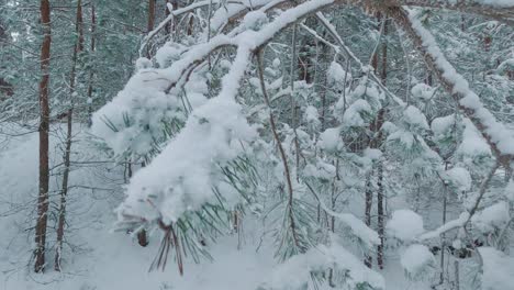 Snow-Covered-Trees-and-Snowy-Forest,-on-a-Dark,-Cloudy,-Winter-Day