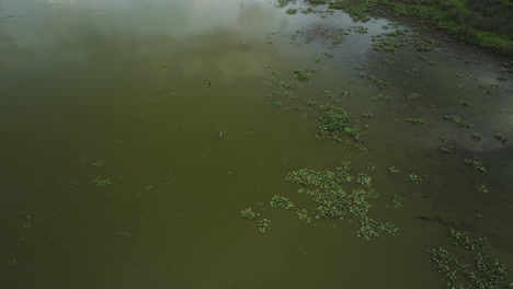 Antena-Del-Lago-Y-Pantano-Rodeado-De-Vegetación-En-El-Lago-Spile,-Condado-De-Vernon,-Missouri,-Estados-Unidos.