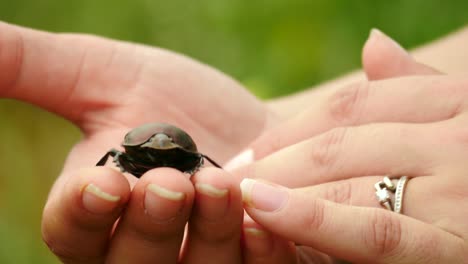 Slow-motion:-Close-up-curious-Large-Copper-Dung-Beetle-walks-on-womans-hands-and-falls-off