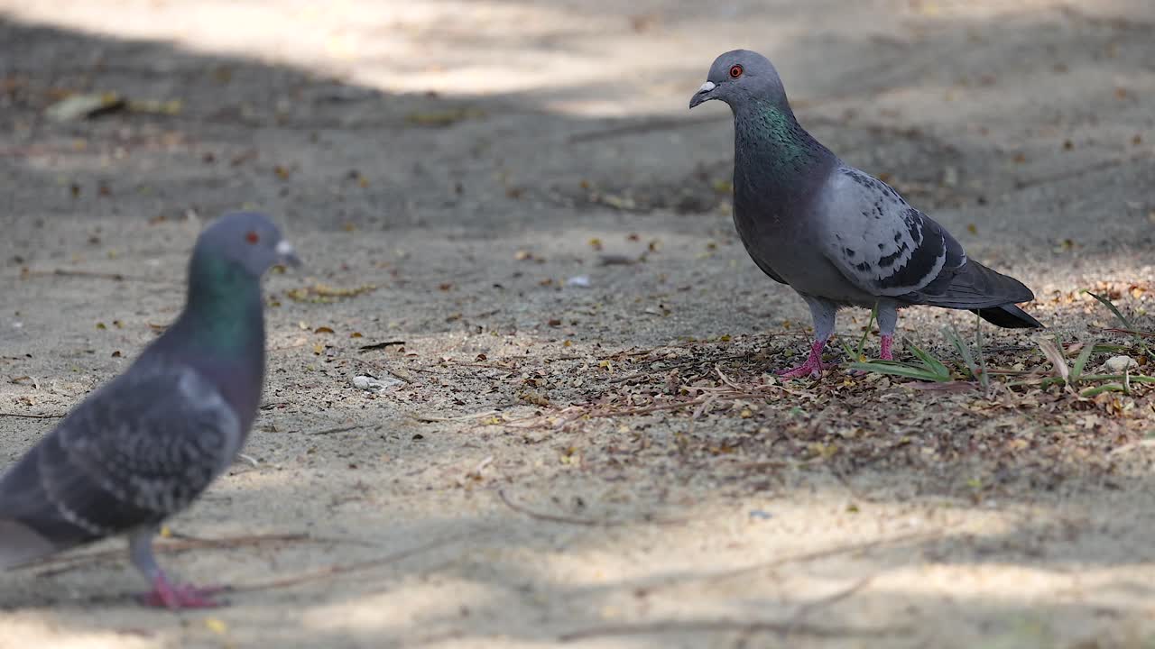 두 마리의 비둘기가 자연 환경에서 관찰되었습니다.