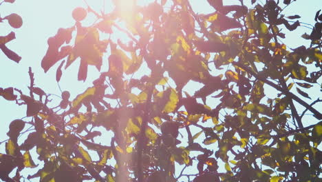 walnut tree branches against a light blue sky