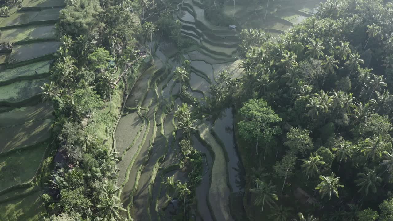 Riprese drone all'alba delle risaie a Ubud, Bali.