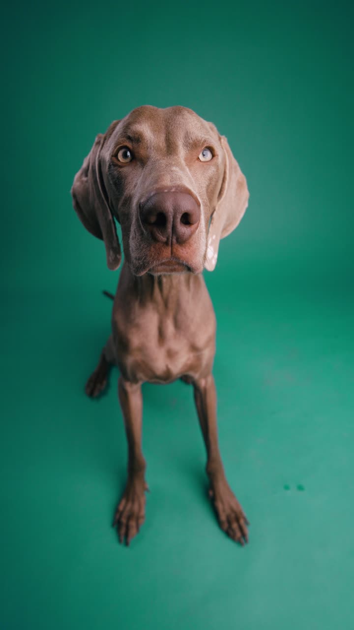 Weimaraner dog portrait on green background
