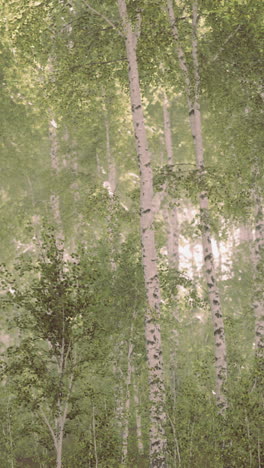 birch forest in summer