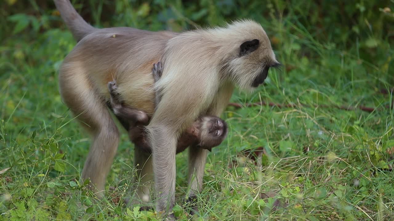 el langur gris (semnopithecus), también llamado hanuman langur es un género de monos del viejo mundo nativos del subcontinente indio. parque nacional de ranthambore sawai madhopur rajasthan india