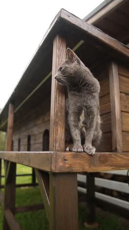 gray cat in wooden outdoor cat house