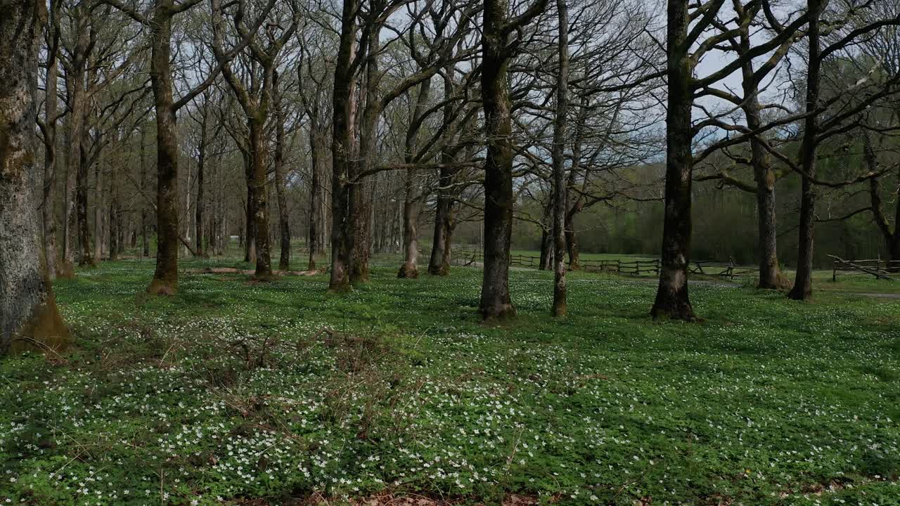 숲 속의 들판 og 아네모네 꽃