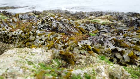 rocky seaweed covered coastline close up with ocean waves splashing in background right dolly