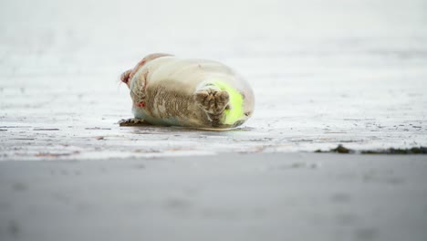 bebé foca del puerto con etiqueta rociada en su cola acostada de lado en la playa