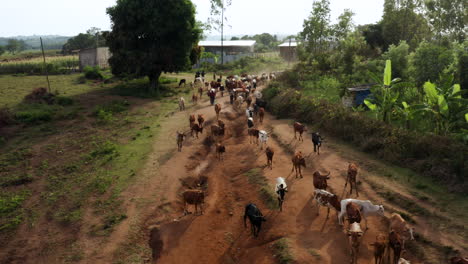 pastoreando vacas en un camino de tierra hacia el mercado de la ciudad de jinka en el este de etiopía