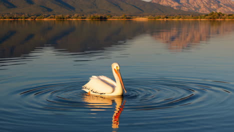 a white pelican on a serene lake with mountain reflections
