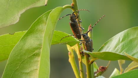 Zwei-Insekten-Im-Buss-Baum