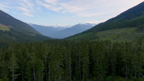 flying over dense pine trees in the forest at daytime in pemberton area, british columbia, canada