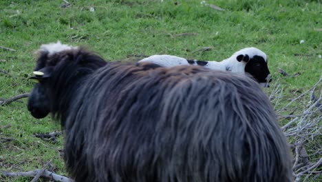 slow motion shot of cute spotted lamb eating leaves from branches on pasture in sardinia, italy