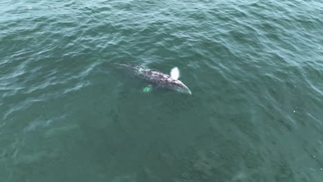 Aerial view around Grey Whale (Eschrichtius robustus) blowing water in the air