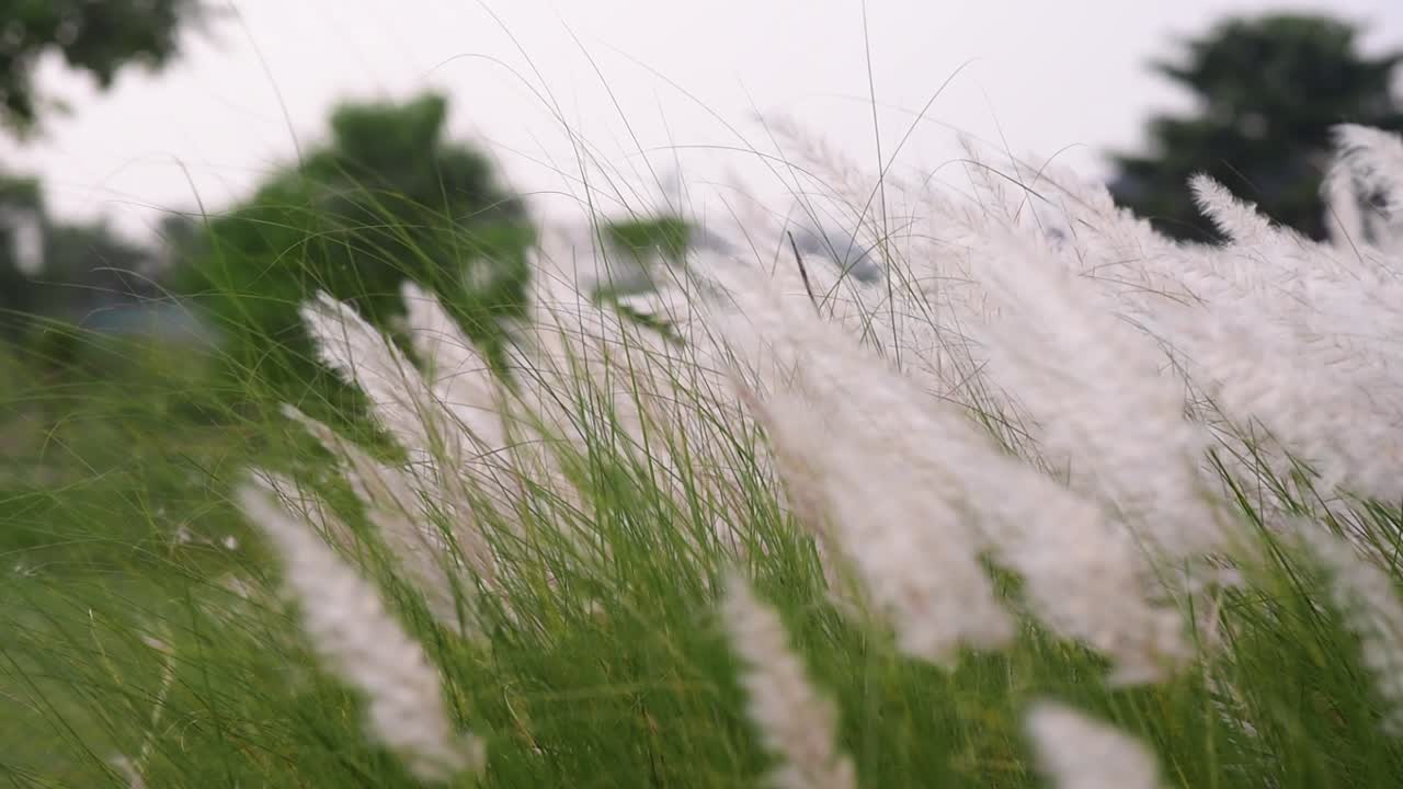 바람에 날아다니는 사카 스폰타네움 꽃 식물의 잎자루, 인도와 방글라데시의 두르가 푸자 축제 전에 카시 풀