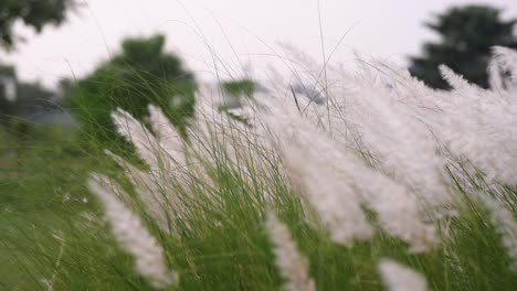 petals of saccharum spontaneum flower plants blowing in wind, kaash phool before durga puja festival in india and bangladesh