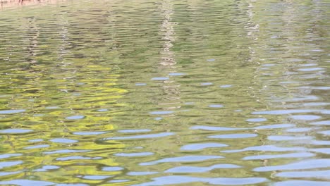 superficie de agua tranquila con suaves ondulaciones