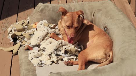 Terrier-Im-Hundebett-Mit-Zerrissener-Decke-Und-Spielzeug-Auf-Einer-Terrasse-In-Der-Sonne,-Die-Es-Sich-Gemütlich-Macht,-Dann-Geht-Sie