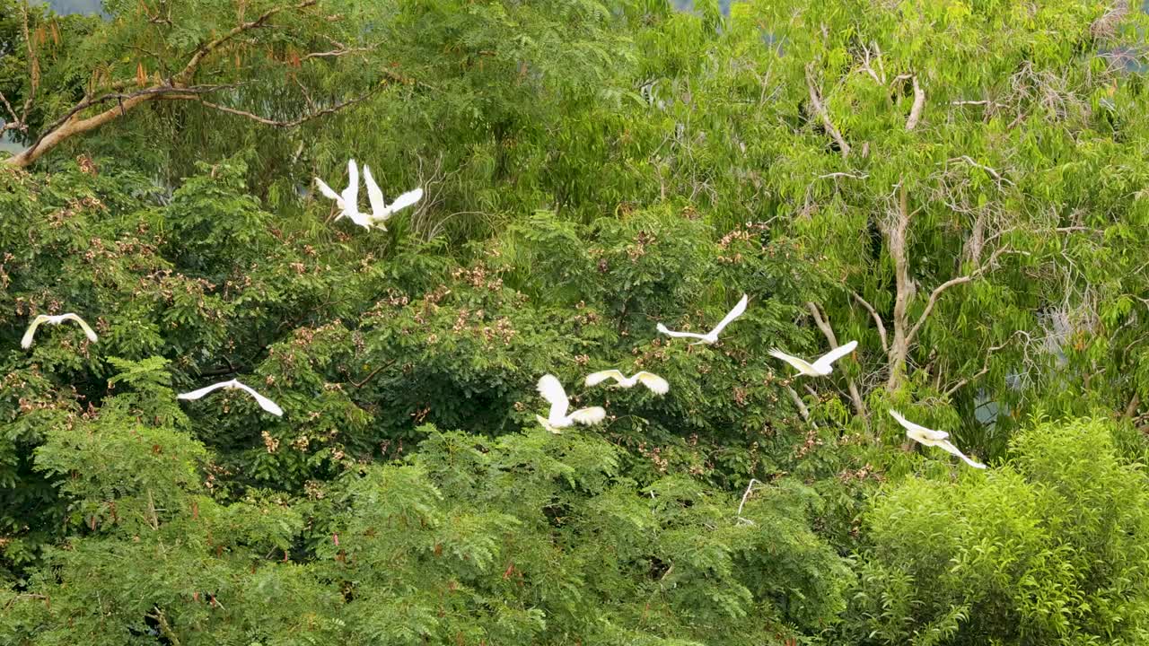 Sulfur-crested cockatoos gracefully fly above dense greenery in Port Douglas, Australia. Natural lighting highlights their white feathers against vibrant foliage