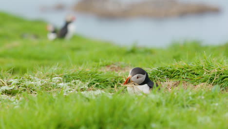 Atlantic-Puffin-trying-to-gather-nesting-material-but-tumbles-over-on-Lunga-Island,-Scotland---Slomo