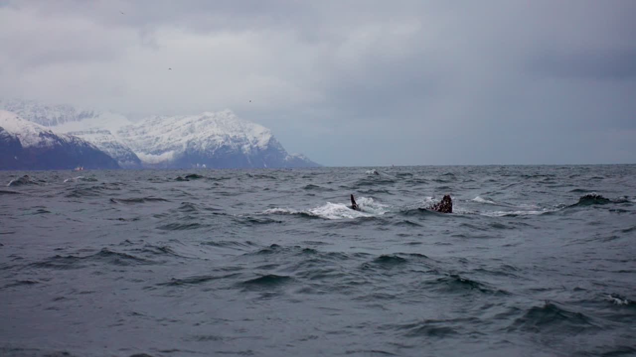 Side view of humpback whale tail fluke dipping into cold Arctic ocean in Norway