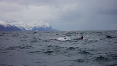 side view of humpback whale tail fluke dipping into cold arctic ocean in norway