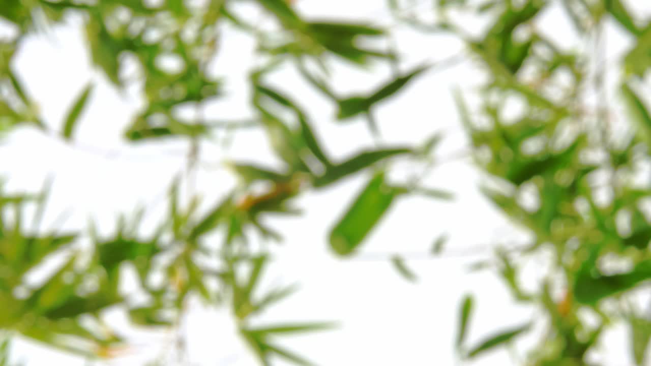 Vertical footage - Blurry defocused of tropical green waving bamboo tree branch blowing in wind natural relax background concept with sunlight, abstract and bokeh