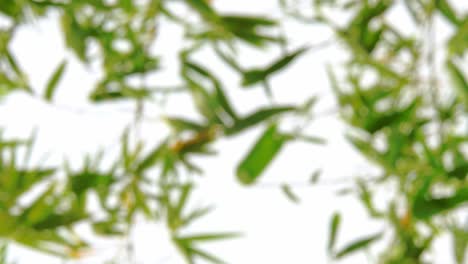 vertical footage - blurry defocused of tropical green waving bamboo tree branch blowing in wind natural relax background concept with sunlight, abstract and bokeh