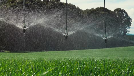 rotating sprinklers hanging above green crop spraying water, irrigation system