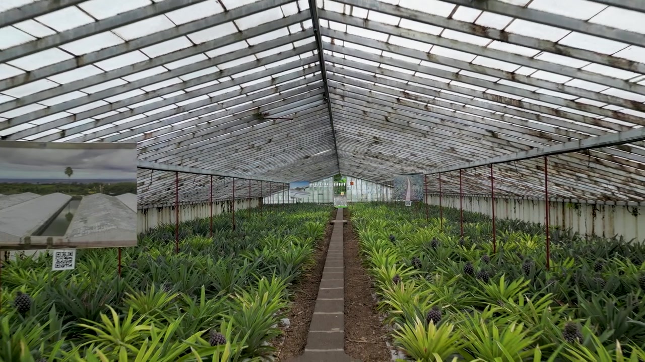 温室内の植物を奥から見た様子。日中の光が差し込む。