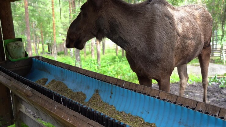 Furchtlose Elchkuh frisst Pellets und Gras an einer von Menschen gebauten Futterstation in Norwegen – Statische Nahaufnahme aus der Hand.