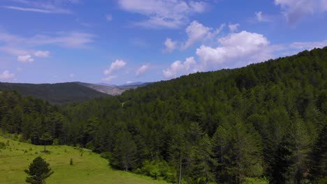 pastos con hierba verde fresca bordeados por bosques de pinos en hermosas montañas de albania