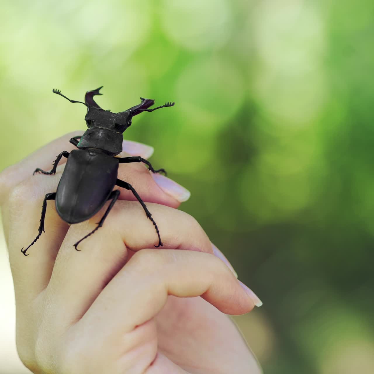Big horned beetle. Stag beetle on a hand. (Lucanus cervus)