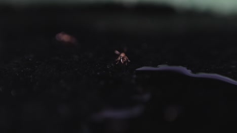 Focus-on-Reddish-Tiny-Ant-Drinking-from-Water-Puddle-on-Black-Soil,-4K