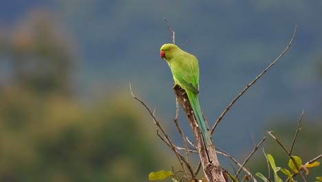 Parrot-chilling-on-tree-UHD-MP4-4k