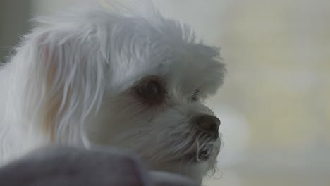 Extreme-close-up-of-white-Maltese-looking-and-blinking