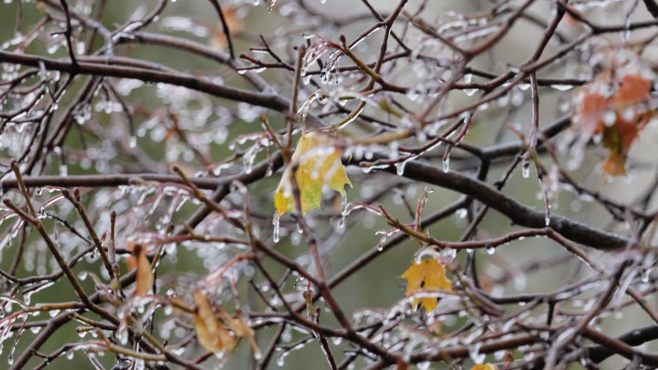 나무의 잎과 가지는 늦은 가을의 첫 번째 아침 얼음으로 얼어붙었습니다.