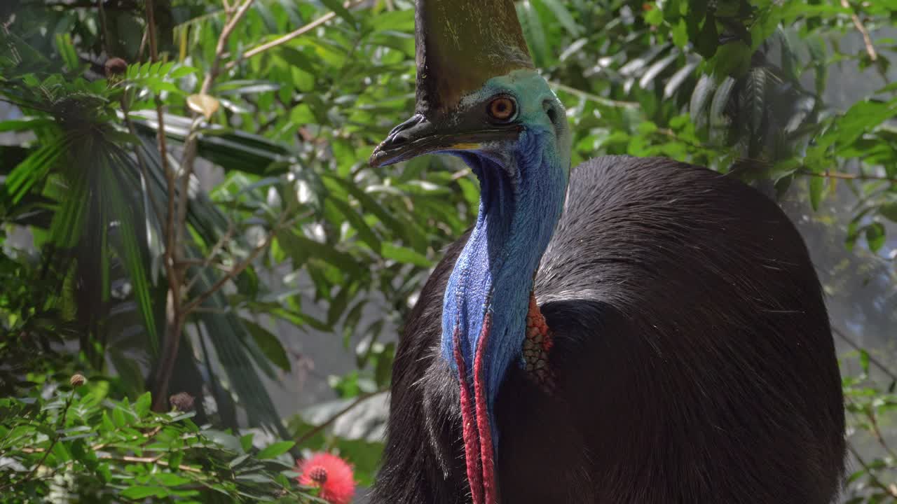 plumas de acicalamiento de pájaro casuario - cerrar