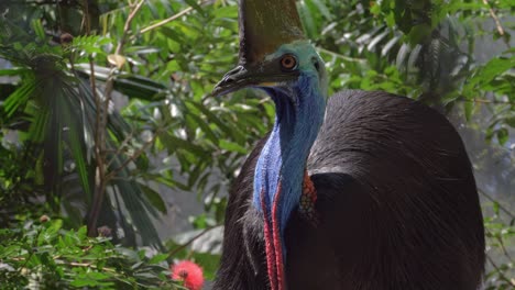 cassowary bird grooming feathers - close up